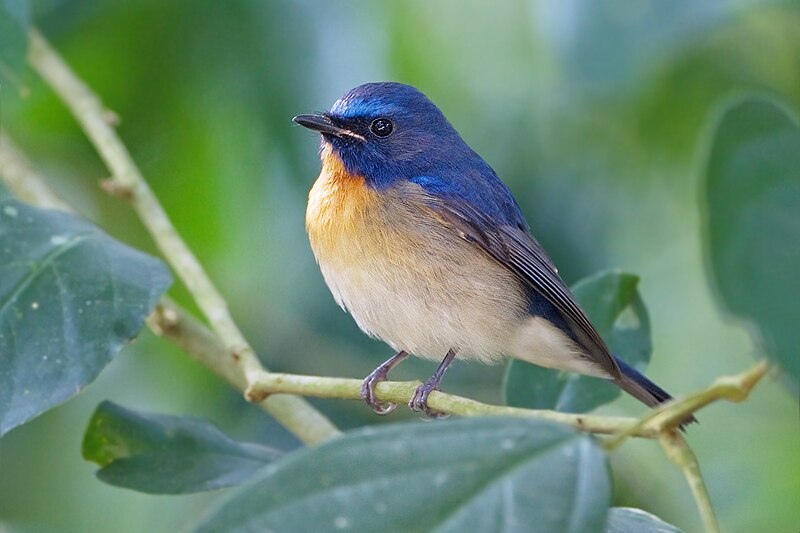 Chinese Blue Flycatcher (Cyornis glaucicomans) photo