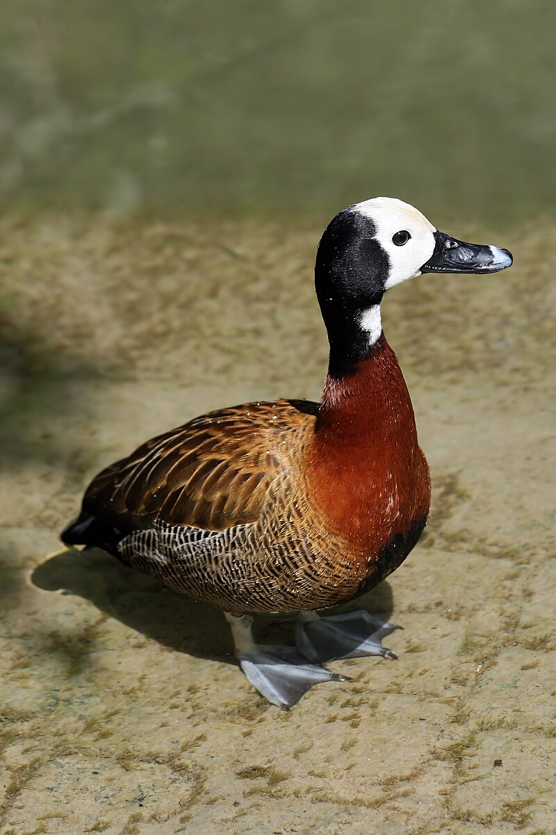 White-faced Whistling-Duck (Dendrocygna viduata) photo