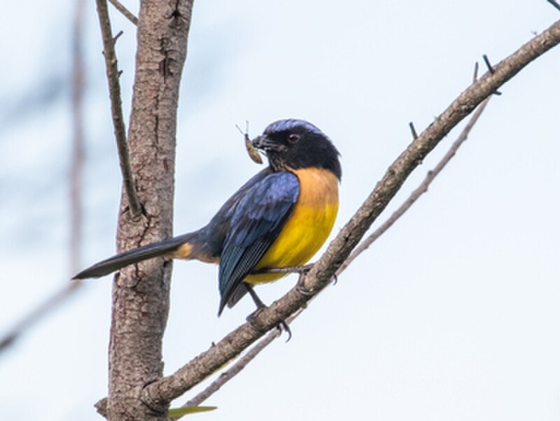 Carriker's Mountain Tanager (Dubusia carrikeri) photo
