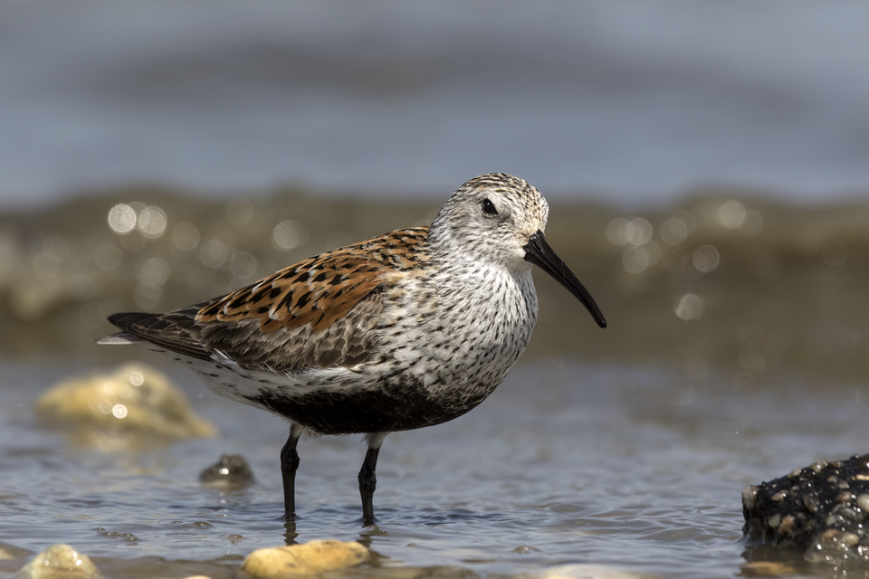 Dunlin (Calidris alpina)