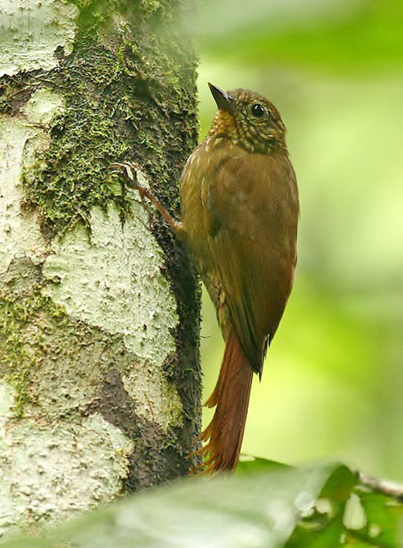 Wedge-billed Woodcreeper (Glyphorynchus spirurus) photo