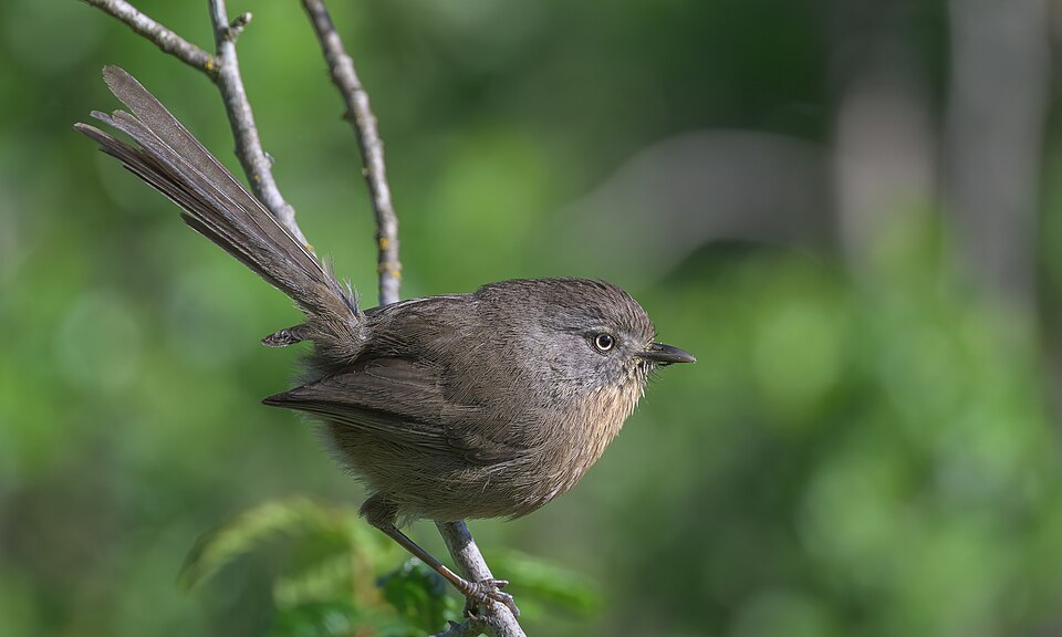 Wrentit (Chamaea fasciata)
