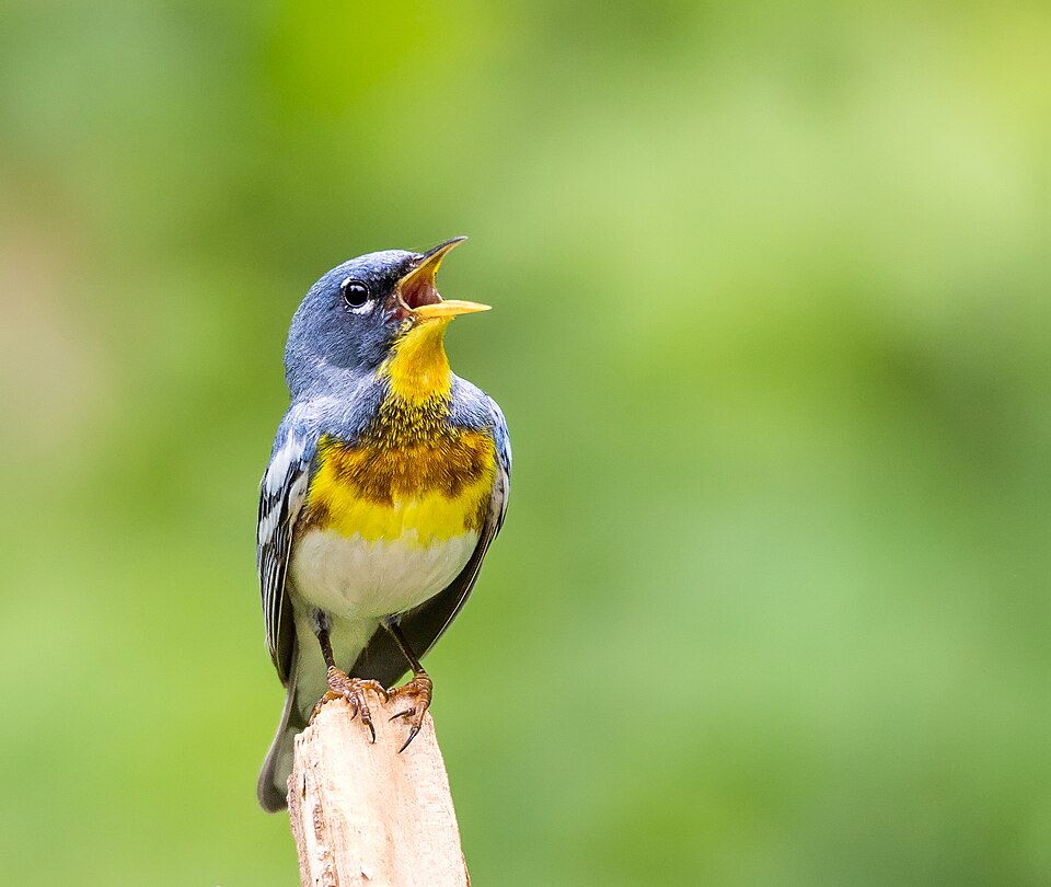 Northern Parula (Setophaga americana)