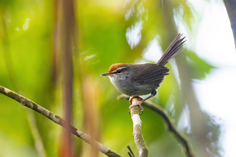 Fiji Bush Warbler (Horornis ruficapilla) photo