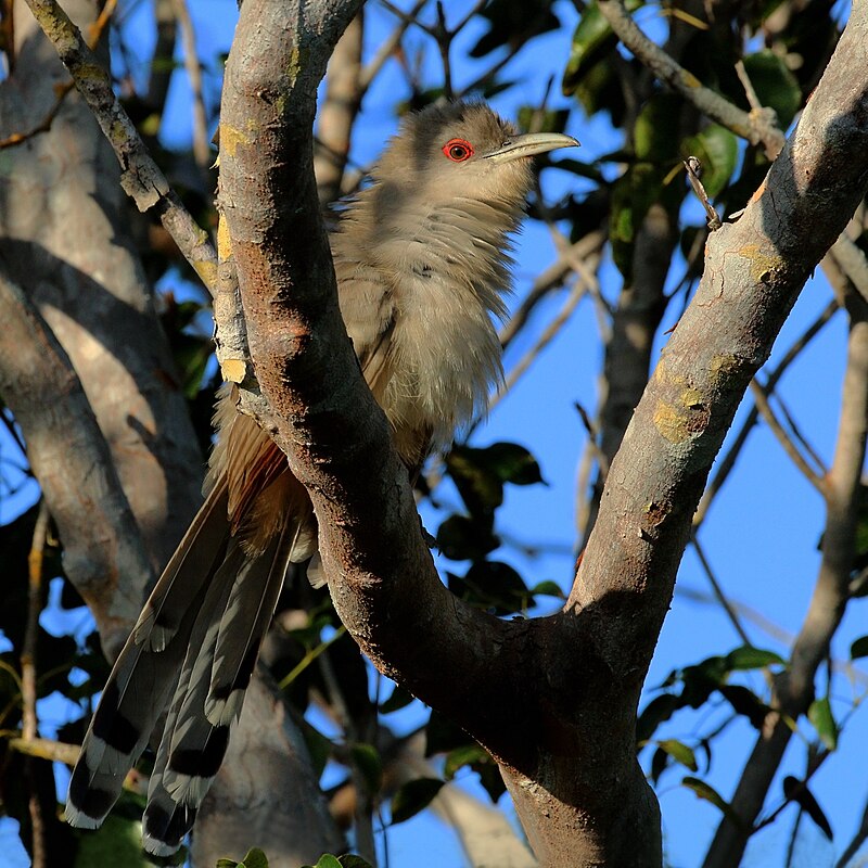Great Lizard-Cuckoo (Coccyzus merlini) photo