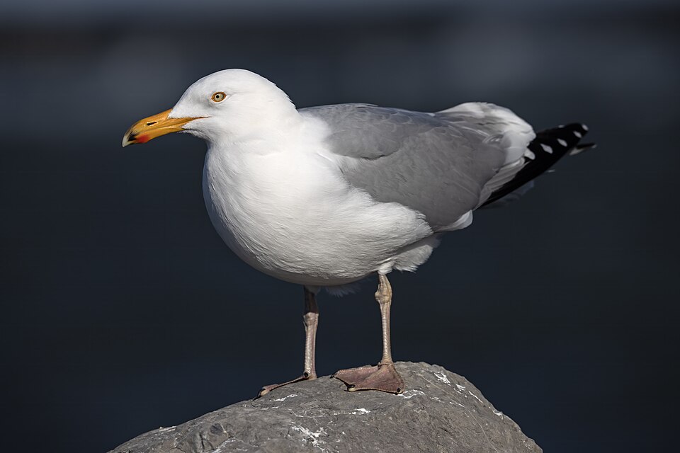 Herring Gull (Larus argentatus)