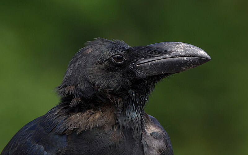 Large-billed Crow (Corvus macrorhynchos) photo