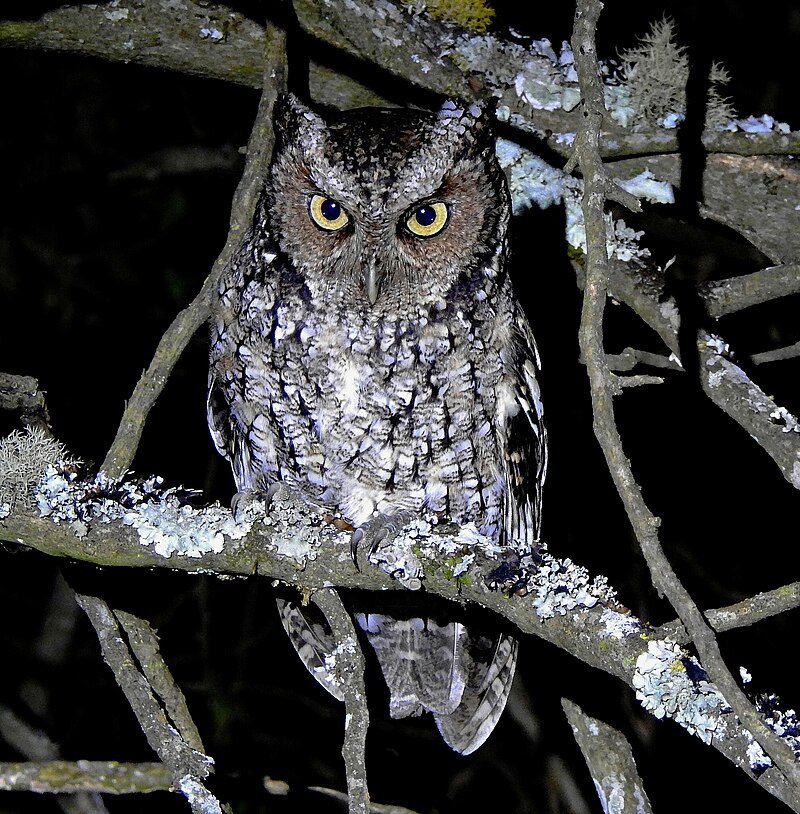 Montane Forest Screech-Owl (Megascops hoyi) photo