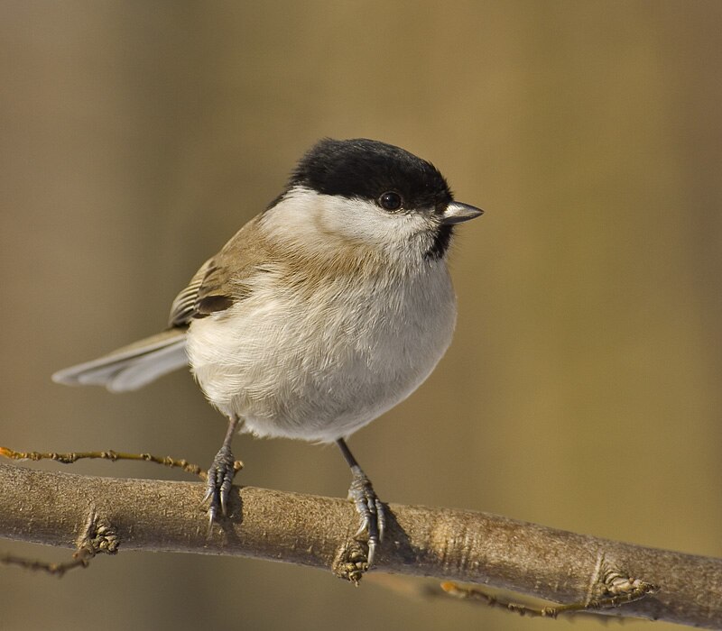 Marsh Tit (Poecile palustris) photo