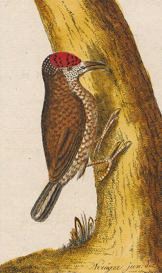 Arrowhead Piculet (Picumnus minutissimus) photo