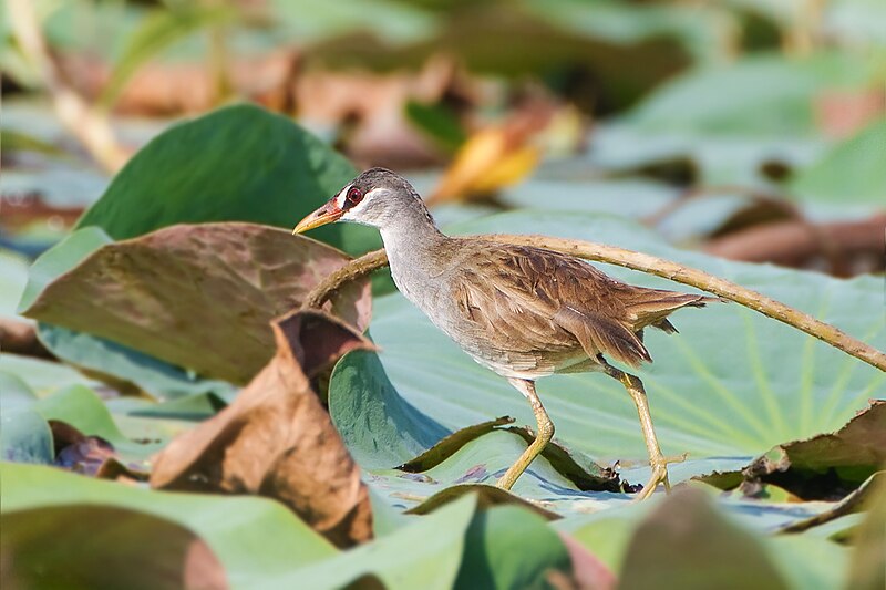 White-browed Crake (Poliolimnas cinereus) photo