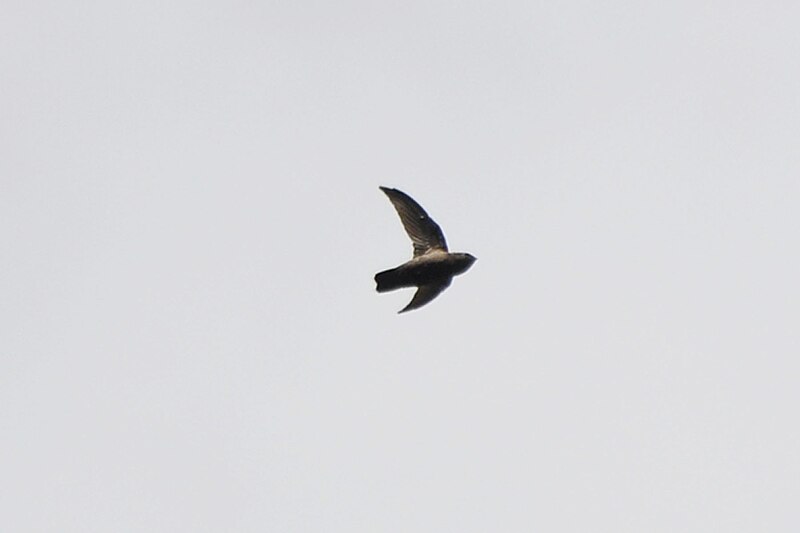 Lesser Antillean Swift (Chaetura martinica) photo