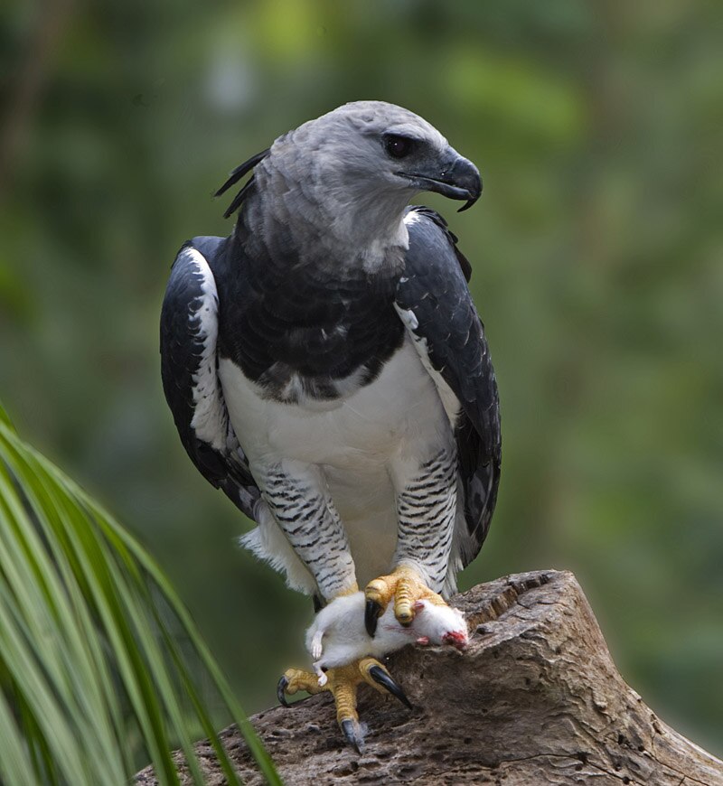 Harpy Eagle (Harpia harpyja) photo