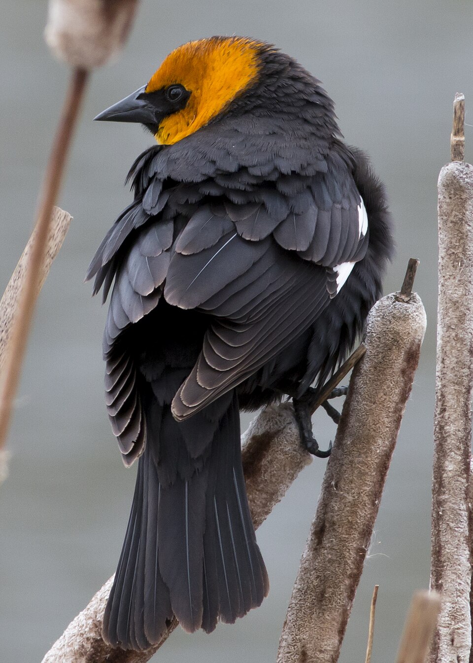 Yellow-headed Blackbird (Xanthocephalus xanthocephalus)
