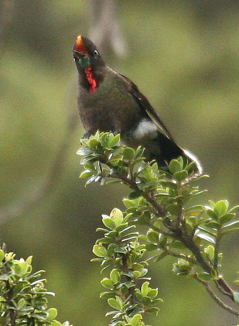 Rainbow-bearded Thornbill (Chalcostigma herrani) photo