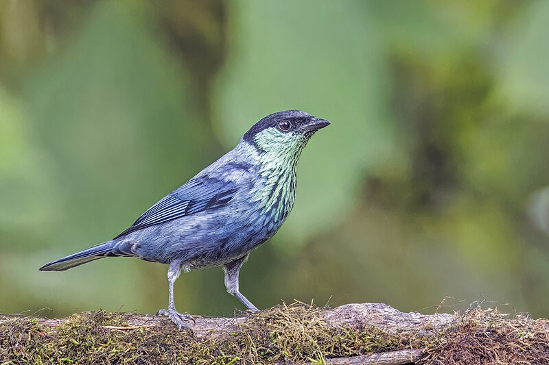 Black-capped Tanager (Stilpnia heinei) photo