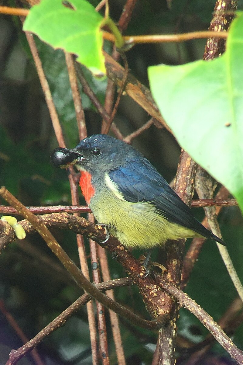 Black-sided Flowerpecker (Dicaeum monticolum) photo