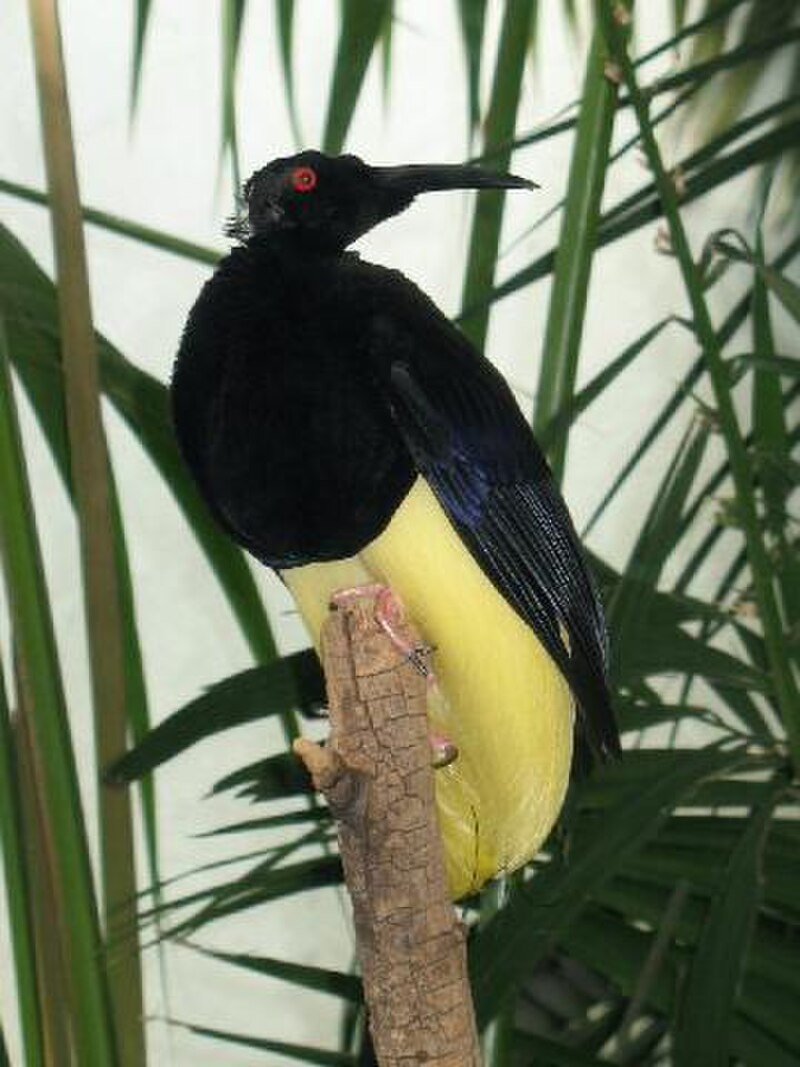 Twelve-wired Bird-of-Paradise (Seleucidis melanoleucus) photo