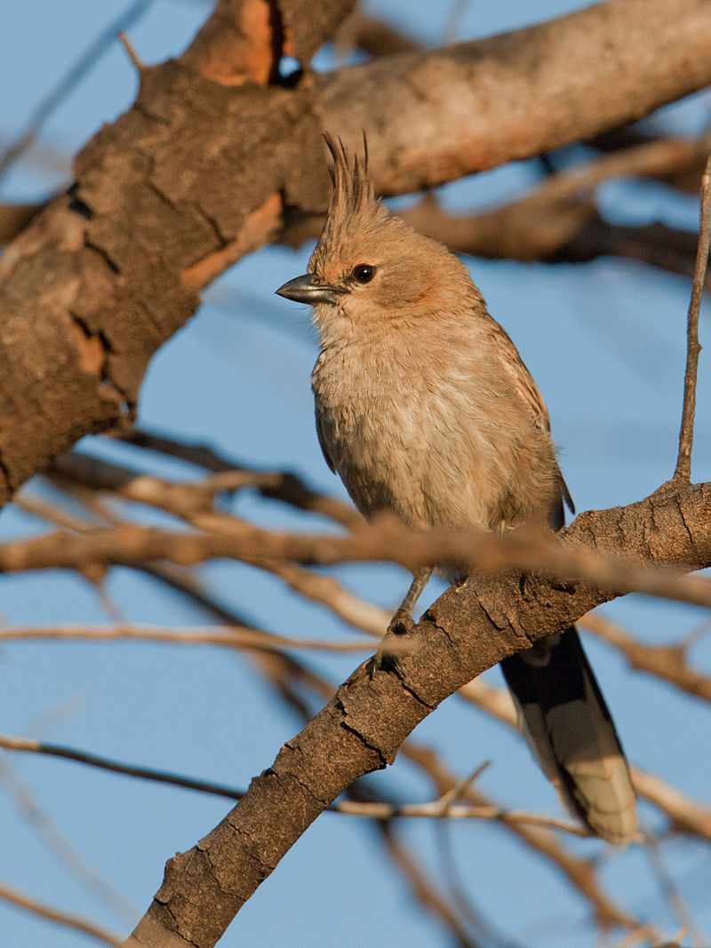 Chirruping Wedgebill (Psophodes cristatus) photo