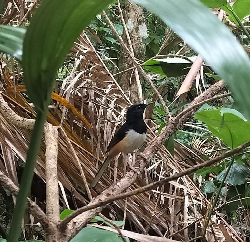 Andaman Shama (Copsychus albiventris) photo
