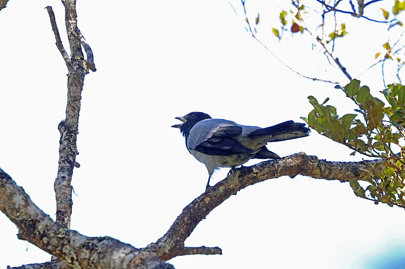 Hooded Cuckooshrike (Coracina longicauda) photo