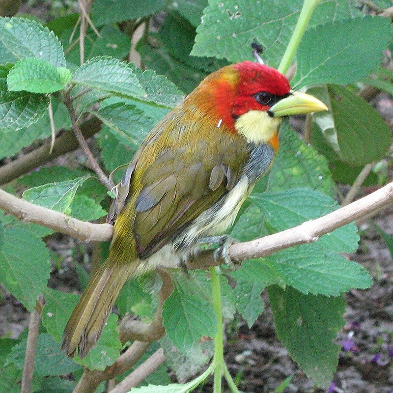 Scarlet-hooded Barbet (Eubucco tucinkae) photo