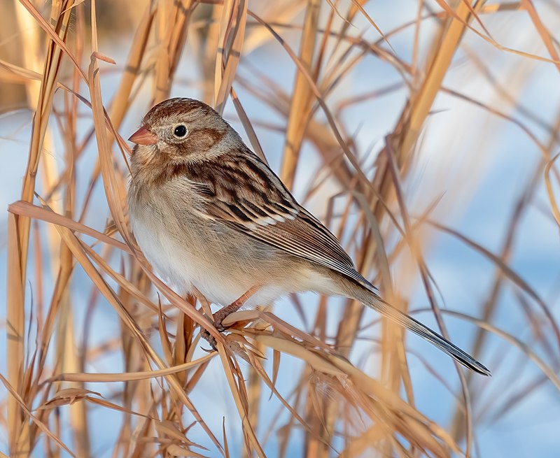 Field Sparrow (Spizella pusilla) photo