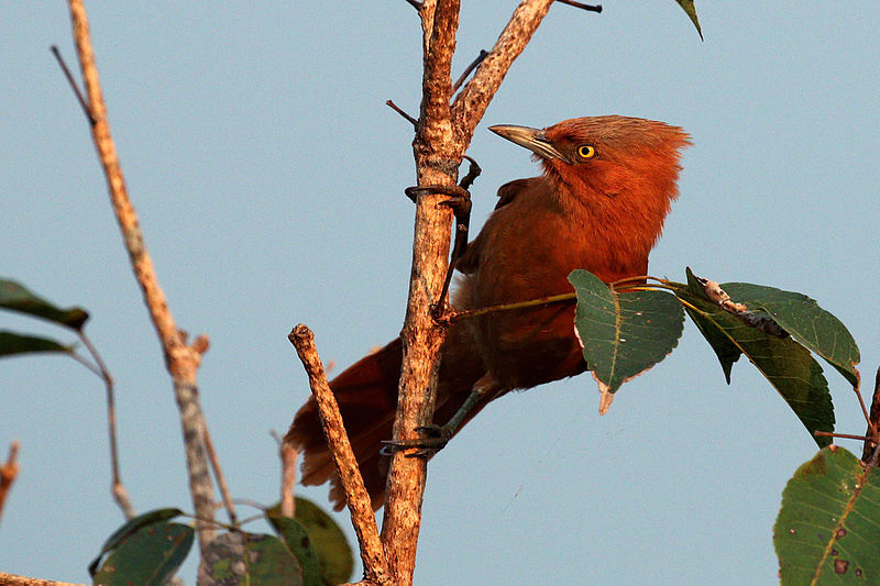 Rufous Cacholote (Pseudoseisura unirufa) photo