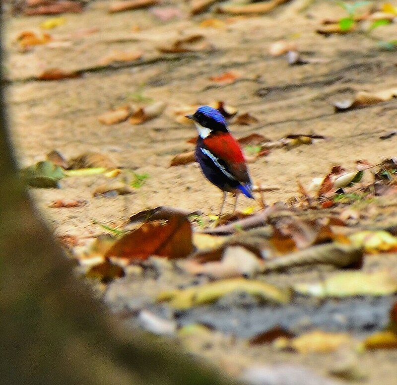 Blue-headed Pitta (Hydrornis baudii) photo