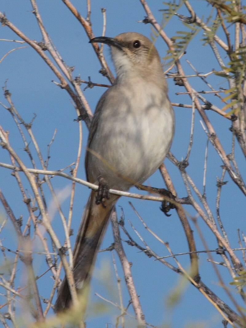 LeConte's Thrasher (Toxostoma lecontei) photo
