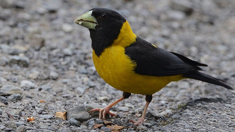 Black-and-yellow Grosbeak (Mycerobas icterioides) photo