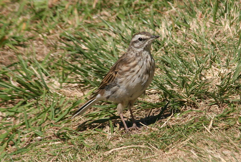 New Zealand Pipit (Anthus novaeseelandiae) photo