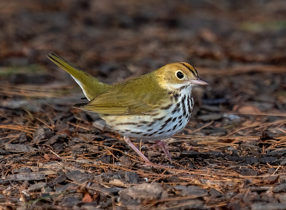Ovenbird (Seiurus aurocapilla)