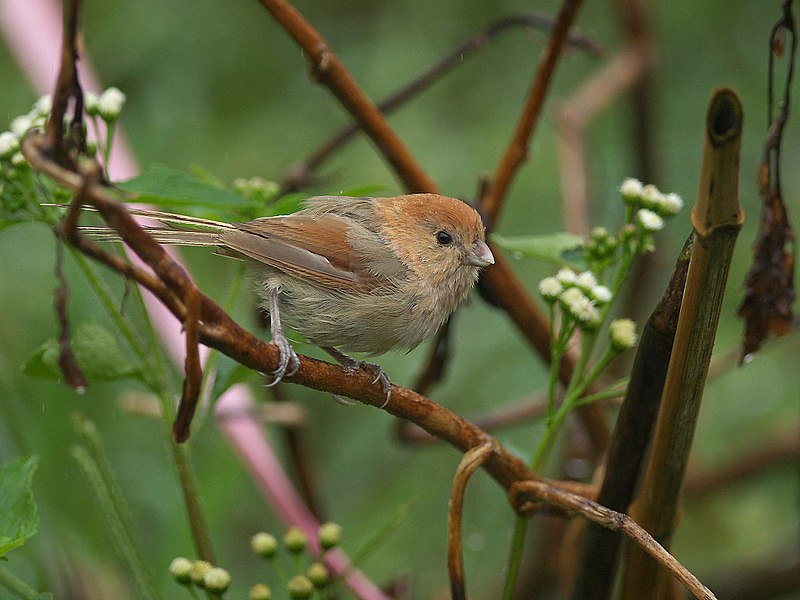 Vinous-throated Parrotbill (Suthora webbiana) photo