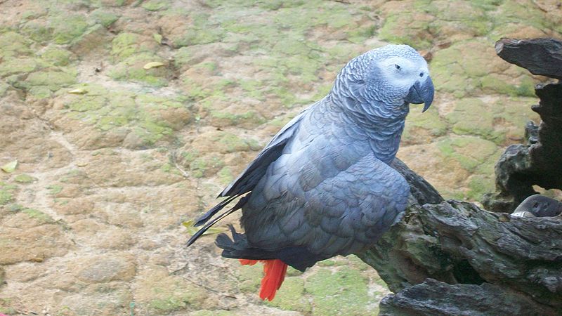 Gray Parrot (Psittacus erithacus) photo