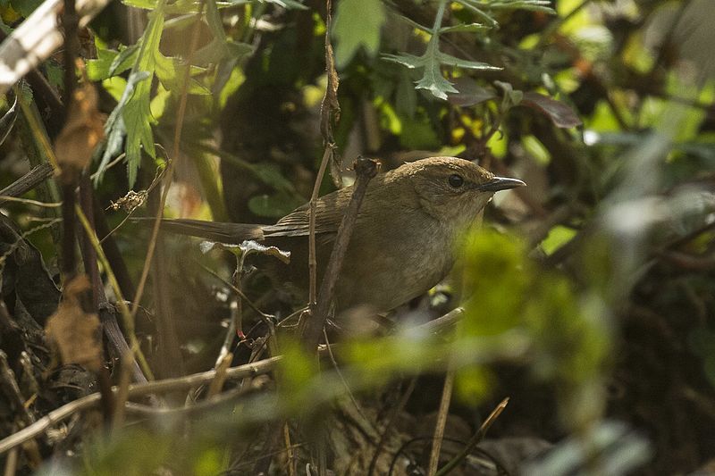 Russet Bush Warbler (Locustella mandelli) photo
