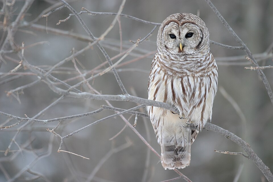 Barred Owl (Strix varia)