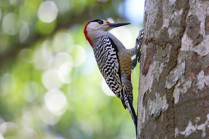 West Indian Woodpecker (Melanerpes superciliaris) photo