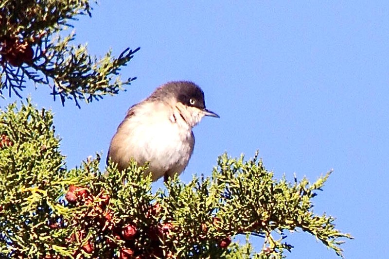 Western Orphean Warbler (Curruca hortensis) photo