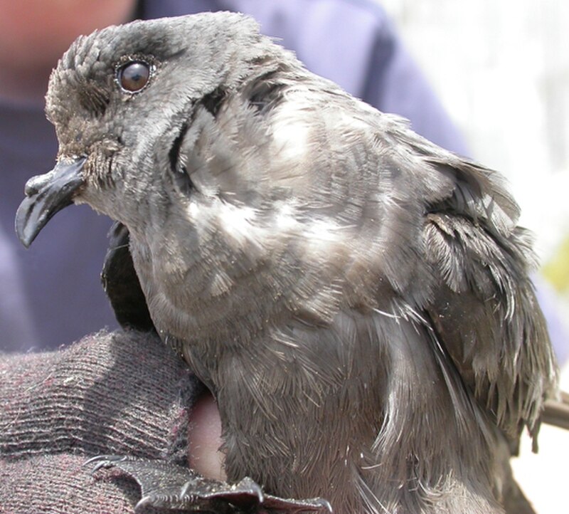 Ashy Storm-Petrel (Hydrobates homochroa) photo