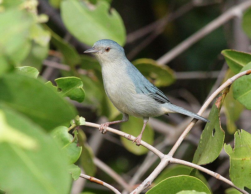 Bicolored Conebill (Conirostrum bicolor) photo