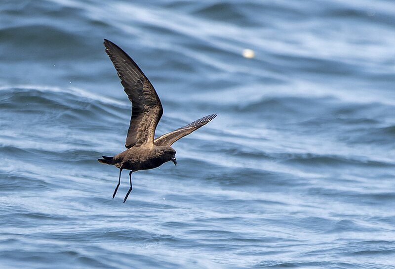 Black Storm-Petrel (Hydrobates melania) photo