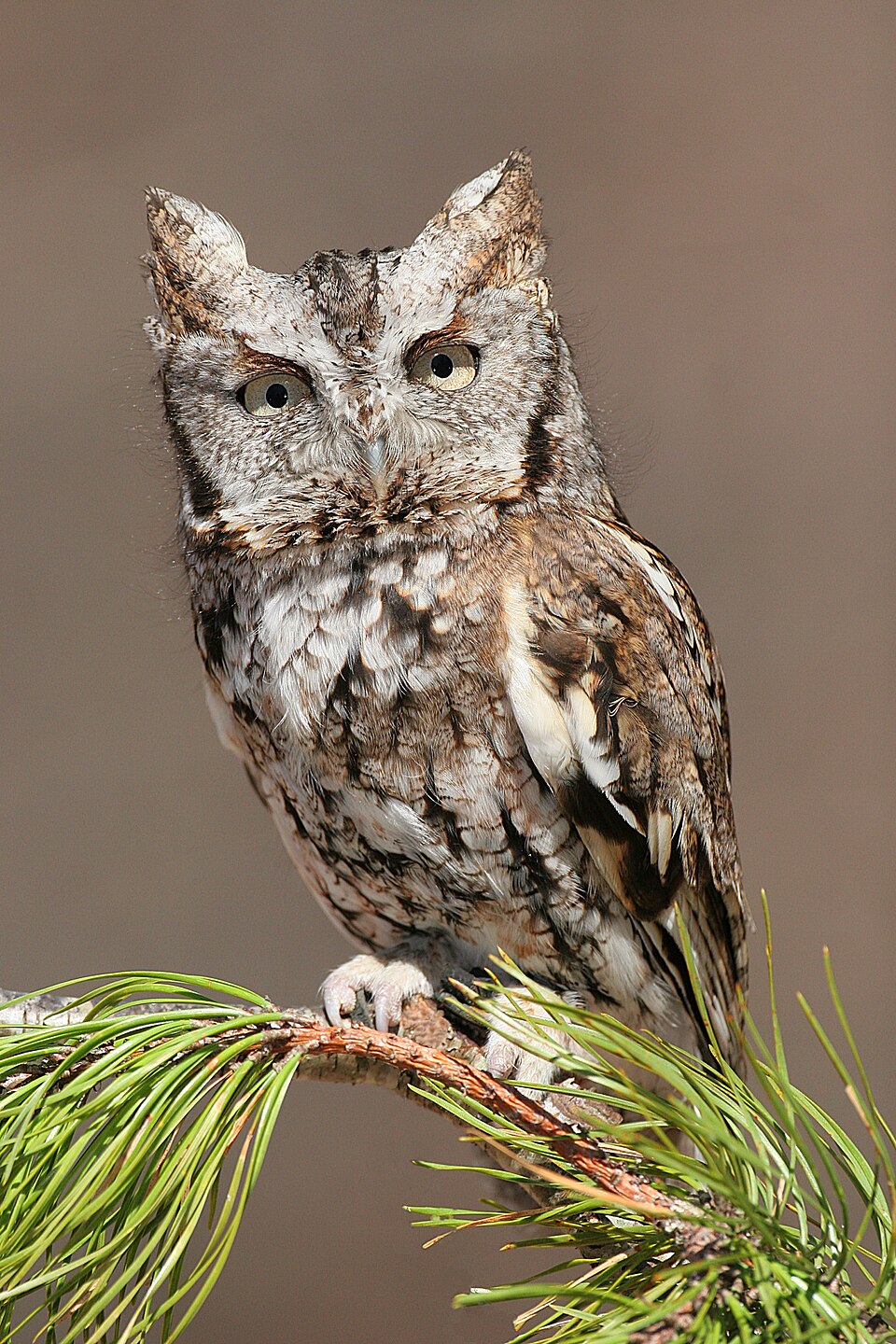 Eastern Screech-Owl (Megascops asio)