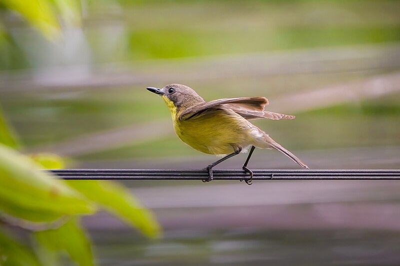 Golden-bellied Gerygone (Gerygone sulphurea) photo
