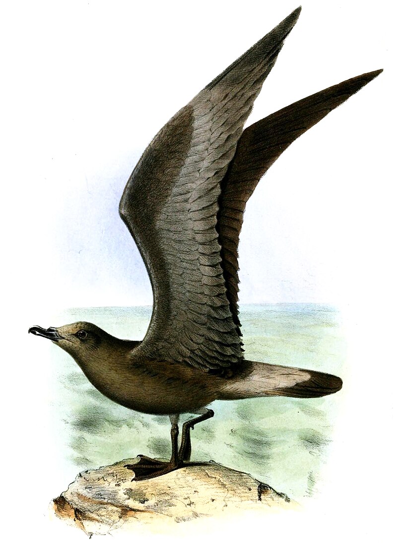 Jamaican Petrel (Pterodroma caribbaea) photo