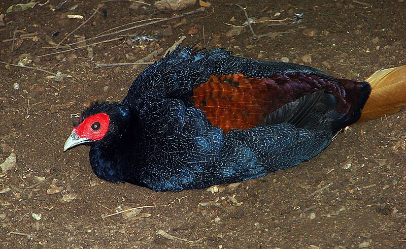Malayan Crestless Fireback (Lophura erythrophthalma) photo