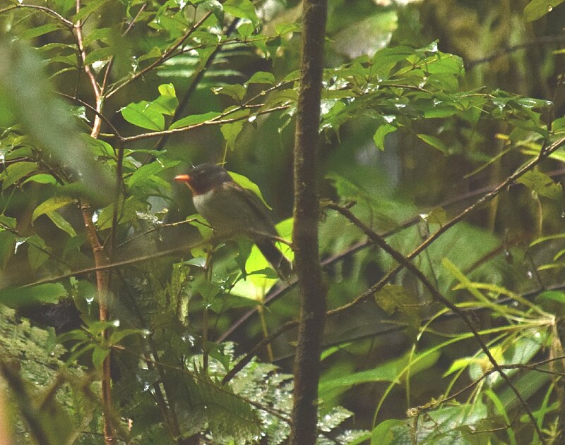 Chestnut-throated Flycatcher (Myiagra castaneigularis) photo
