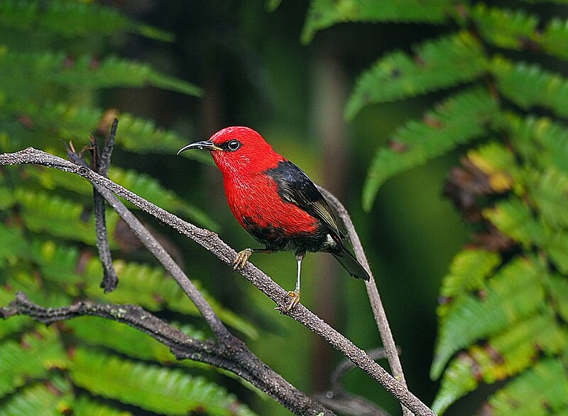 Wakolo Myzomela (Myzomela wakoloensis) photo