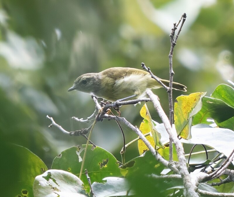 Island Leaf Warbler (Phylloscopus poliocephalus) photo