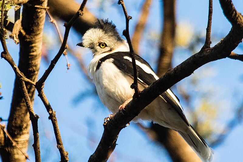 Gray-crested Helmetshrike (Prionops poliolophus) photo